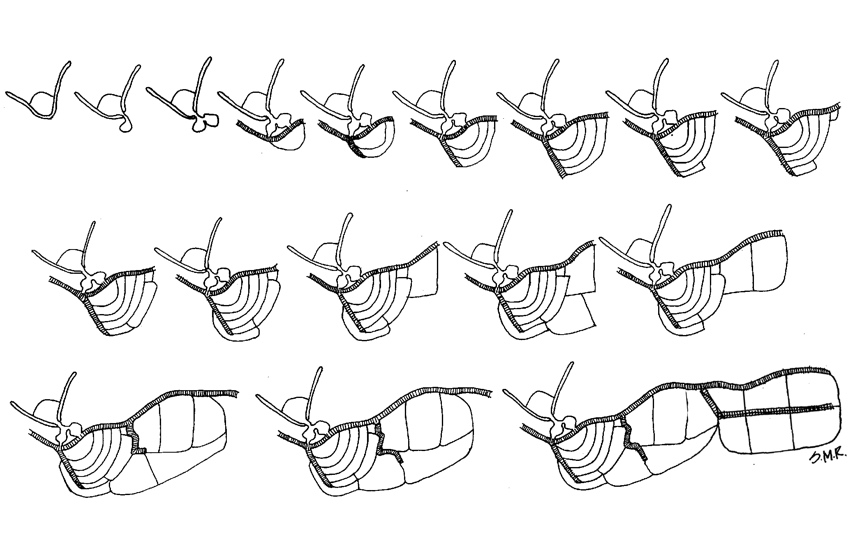 11-evolutionofrussfarm