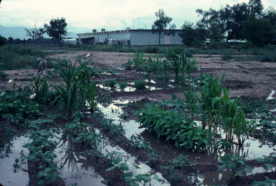 2-fieldandditch