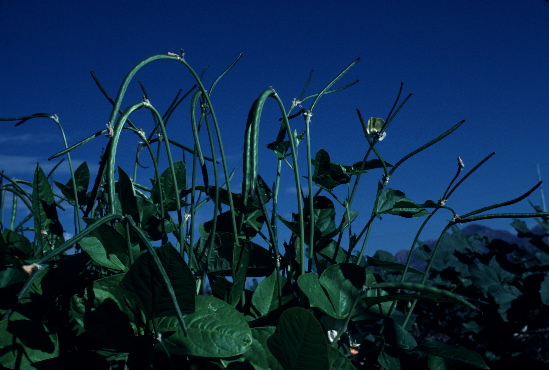Rain-irrigated cowpeas