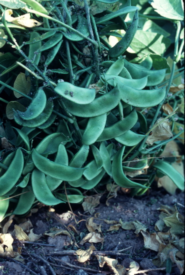 Rain-irrigated tepary beans