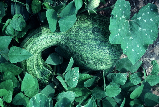 Rain-irrigated squash