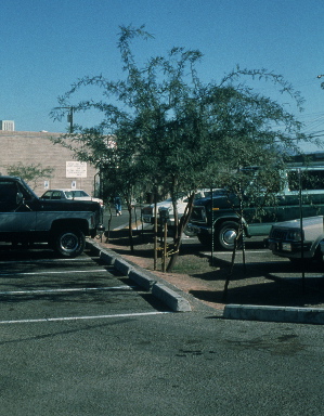 Shade trees and water-harvesting basin planted in a once-solid asphalt parking lot Shade trees planted in a basin cut on contour in a once-solid asphalt parking lot. The speed hump (at the far end of the basin) acts as a diversion berm directing additional runoff into the basin. Photo taken three years after trees planted. Note: Mulch would further enhance the water infiltration and storage capacity of the basin. Photo credit: Dan Dorsey