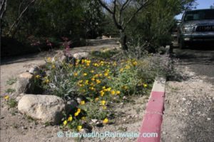 img_6763 Lightly mulched rain garden that harvests street runoff. Mulch is simply leaf drop and cut up prunings from the mesquite tree planted within the basin. Photo credit: Brad Lancaster