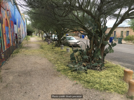 12 mulch spread out under trees whose chipped prunings supplied the mulch 2016 rwm