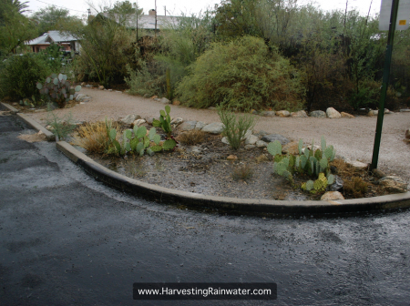 1B. prickly pear corner rain 2007 IMG_5437 rwm