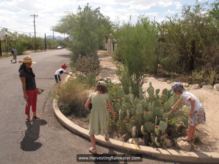 1C. Prickly pear harvesting kids 2013 IMG_4437 rwm