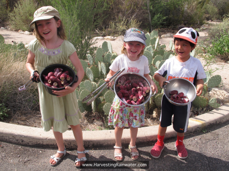 1D. Prickly pear harvest 2013 IMG_4440 rwm