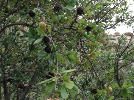 19 Big Bend Texas Persimmon IMG_1983 rwm