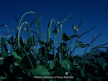 4-cowpeas-wm