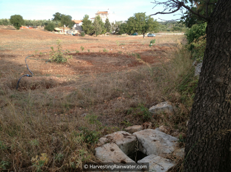 11-new-plantings-and-boomerang-berms-that-will-receive-cistern-overflow-img_0958-wm