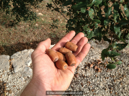 20-acorns-img_0980-wm