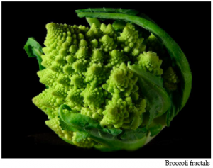 broccoli fractals