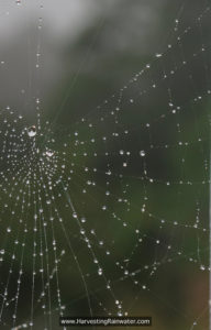 Spider web harvesting fog, Santa Cruz, California
