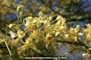 Foothills palo verde in bloom