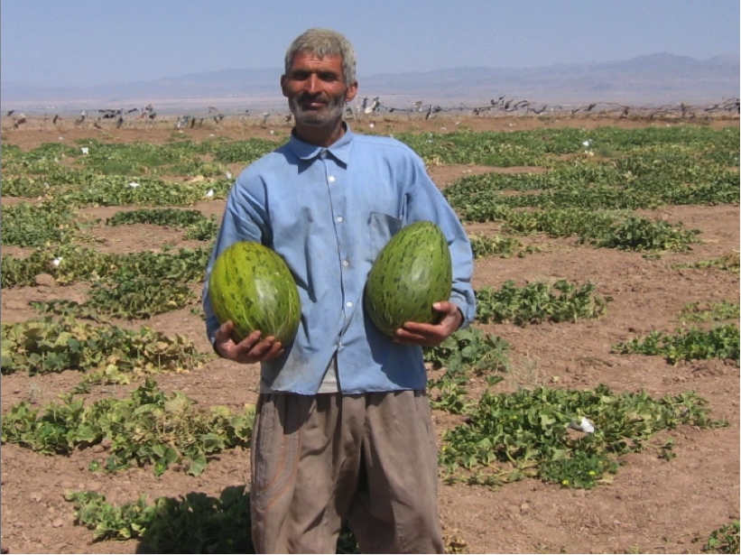 Figure 10. Melons irrigated solely with passively harvested runoff in bandsar field