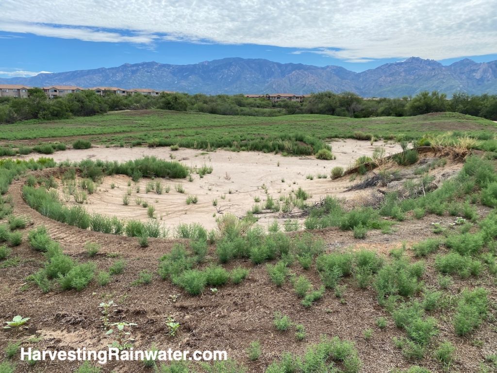 Tumble Weed Harvest, Batch of wind harvested tumbleweed whi…