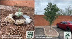 Desert ironwood seedling planted in-situ from seed, and similarly planted desert ironwood tree as adolescent