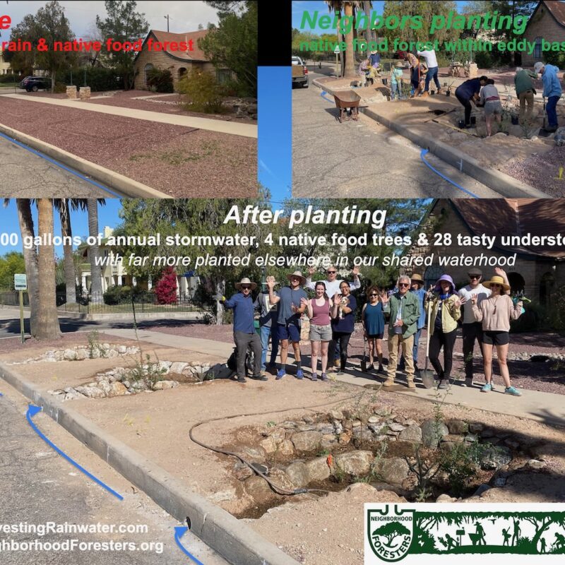 Before and After West University neighborhood rain and native food forest planting in 2023, Tucson, Arizona